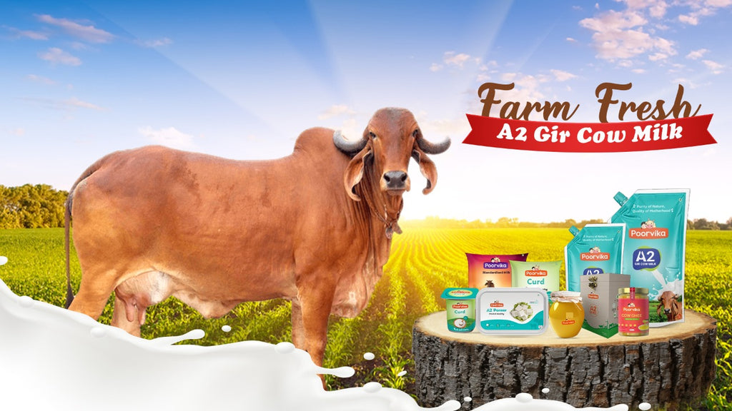 Poorvika Dairy Farm Visit Gir Cow A2 Milk